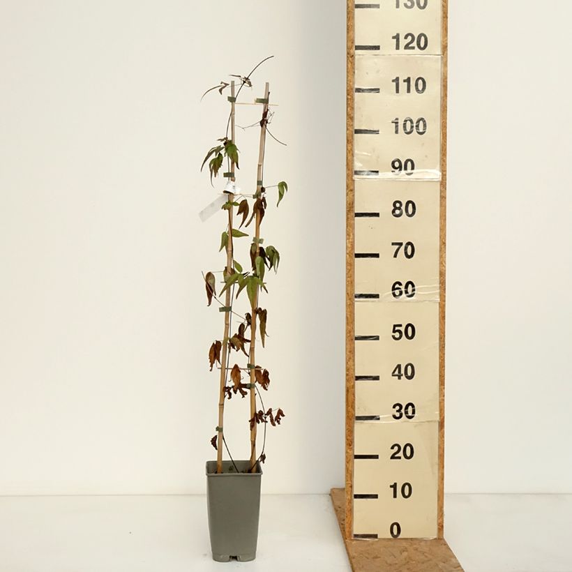 Esemplare di Clematis Lavallée n°1 - Clematide Vaso da 2L/3L come consegnato in autunno