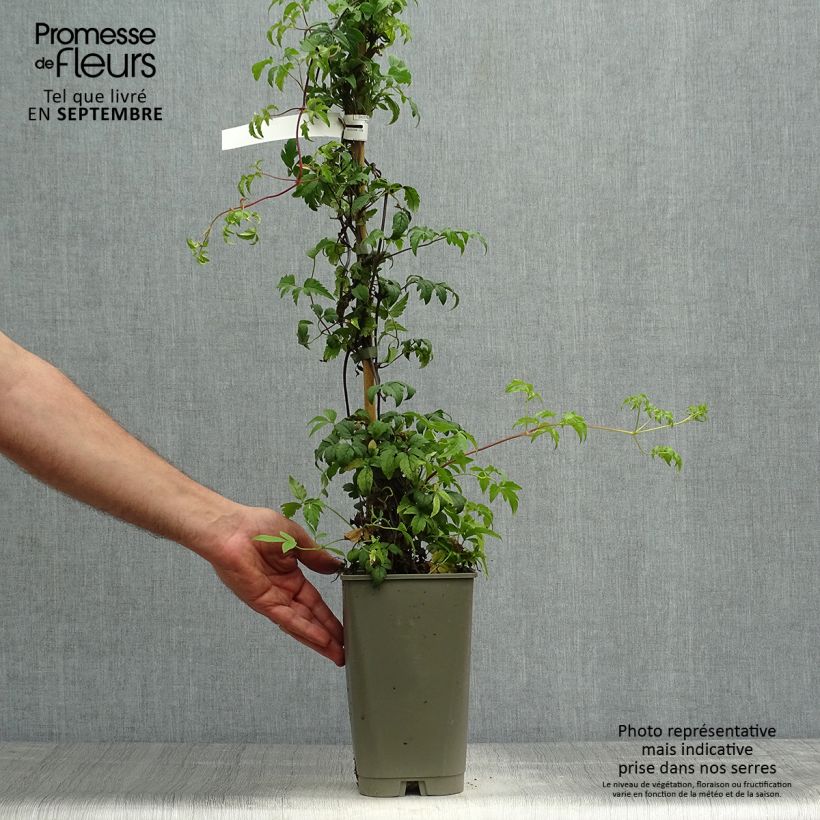 Esemplare di Clematis Willy - Clematide Vaso da 2L/3L come consegnato in autunno