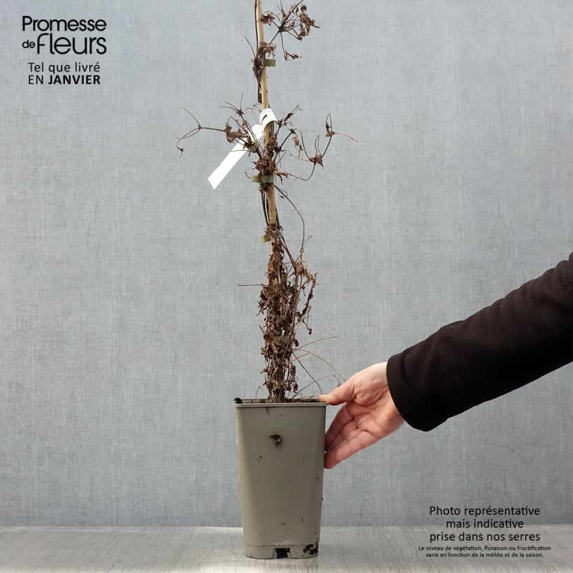 Clematis Willy - Clematide Vaso da 2L/3L esemplare consegnato in inverno