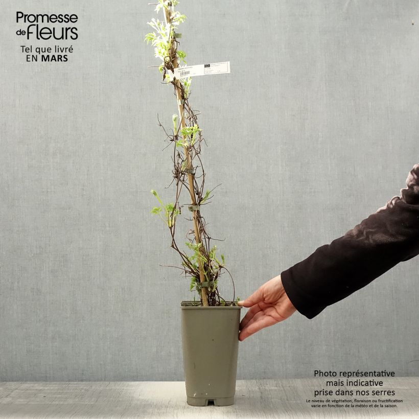 Clematis Willy - Clematide Vaso da 2L/3L esemplare consegnato in primavera