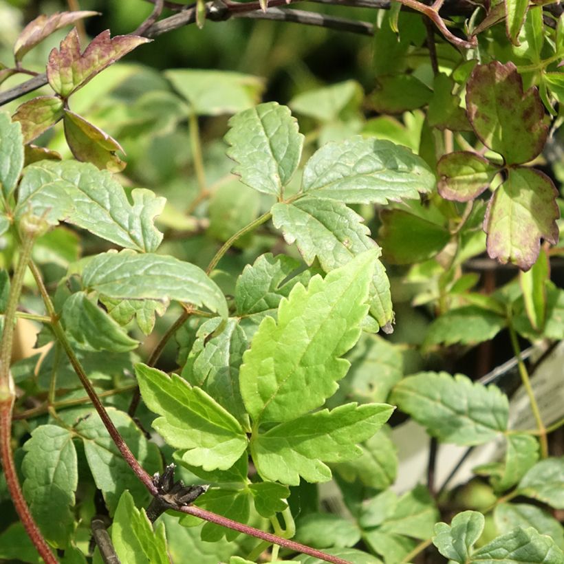 Clematis Willy - Clematide (Fogliame)