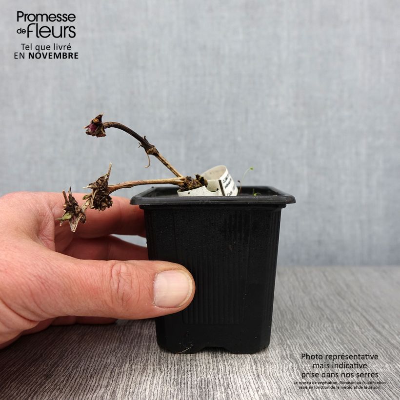 Esemplare di Clematis macropetala - Clematide Vasetto da 8/9 cm come consegnato in autunno