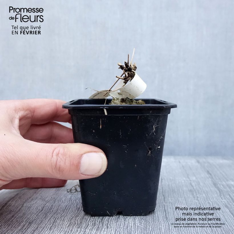 Clematis macropetala - Clematide Vasetto da 8/9 cm esemplare consegnato in inverno