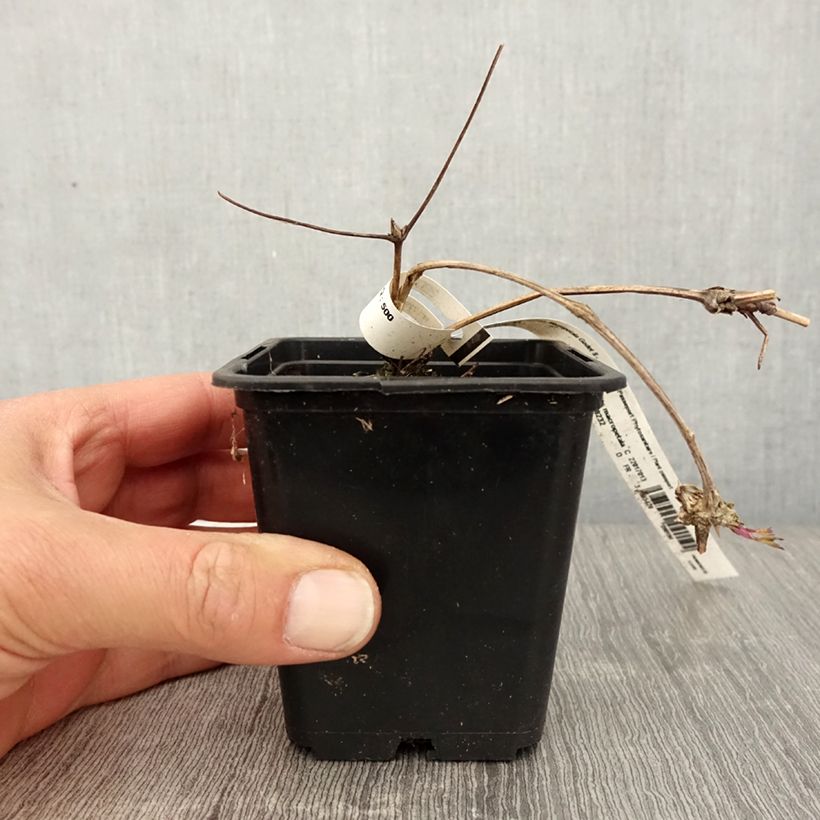 Clematis macropetala - Clematide Vasetto da 8/9 cm esemplare consegnato in primavera