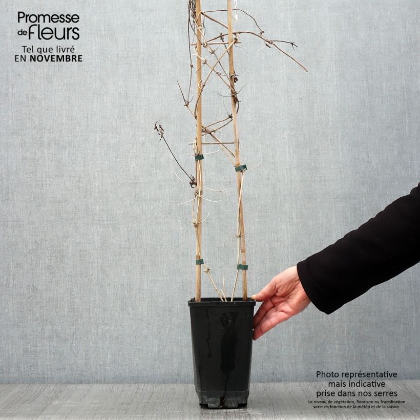 Esemplare di Clematis macropetala - Clematide Vaso da 3L/4L come consegnato in autunno