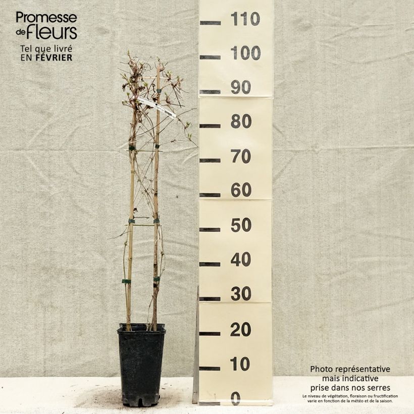 Clematis macropetala - Clematide Vaso da 3L/4L esemplare consegnato in inverno