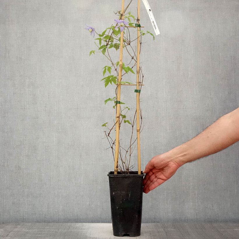 Clematis macropetala - Clematide Vaso da 3L/4L esemplare consegnato in primavera