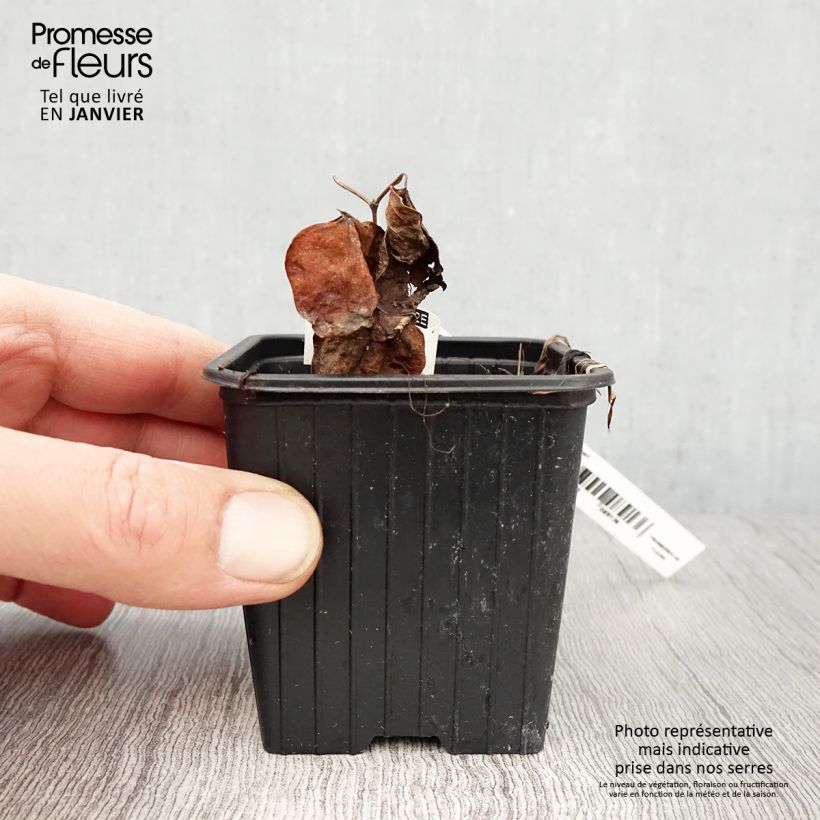 Clematis Mme Lecoultre - Clematide Vasetto da 8/9 cm esemplare consegnato in inverno