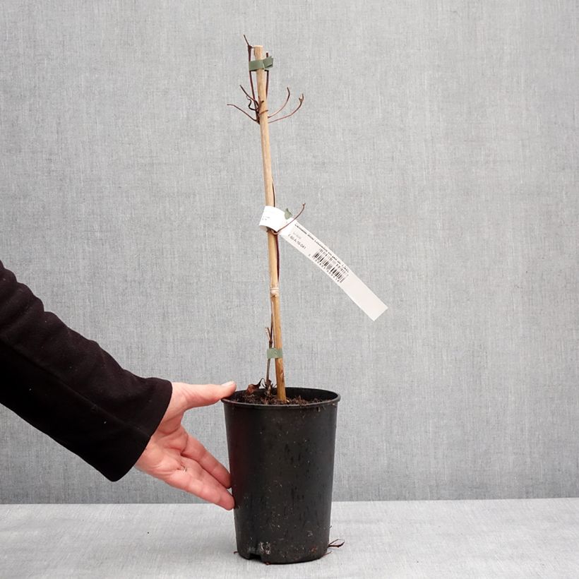 Clematis Mme Lecoultre - Clematide Vaso da 1,5L/2L esemplare consegnato in inverno