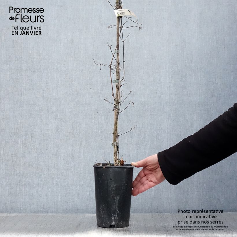 Clematis Mme Lecoultre - Clematide Vaso da 2L/3L esemplare consegnato in inverno