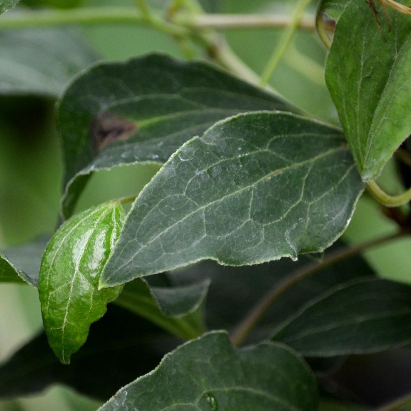 Clematis Omoshiro - Clematide (Fogliame)