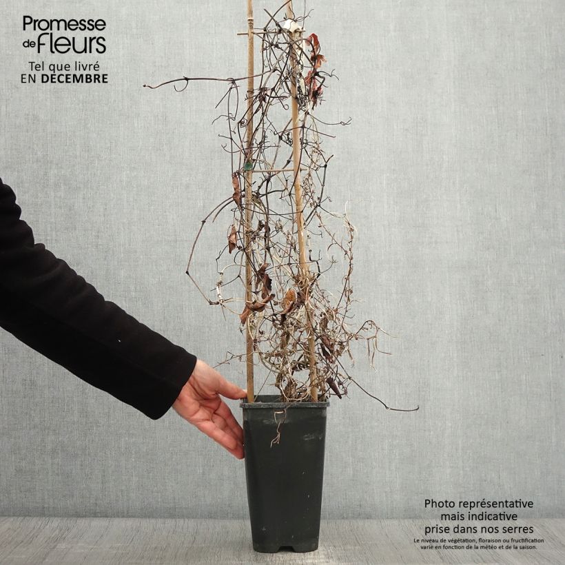 Esemplare di Clematis Pink Celebration - Clematide Vaso da 2L/3L come consegnato in autunno