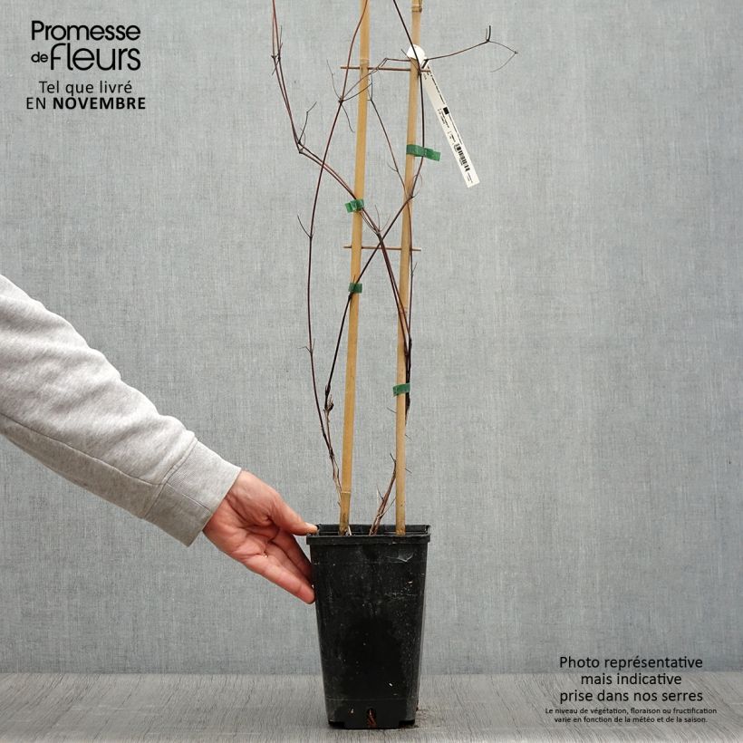 Esemplare di Clematis Saphyra Nancy - Clematide Vaso da 2L/3L come consegnato in autunno