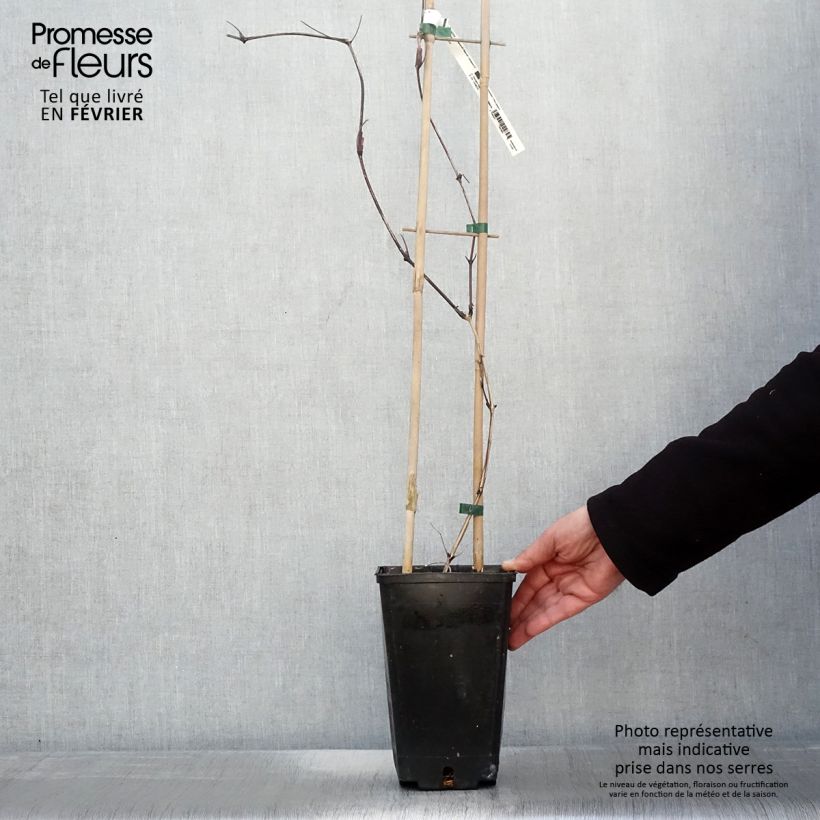Clematis Saphyra Nancy - Clematide Vaso da 2L/3L esemplare consegnato in inverno
