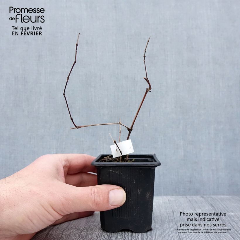 Clematis Saphyra Violetta - Clematide Vasetto da 8/9 cm esemplare consegnato in inverno