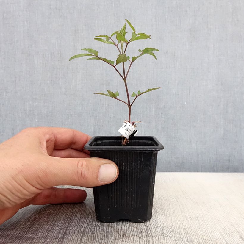 Clematis Saphyra Violetta - Clematide Vasetto da 8/9 cm esemplare consegnato in primavera