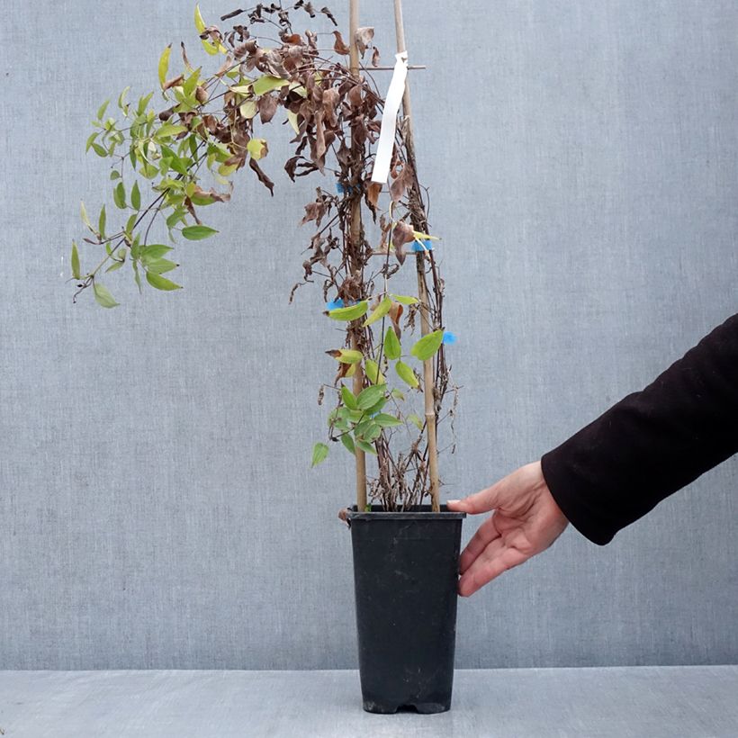 Esemplare di Clematis Saphyra Violetta - Clematide Vaso da 2L/3L come consegnato in autunno