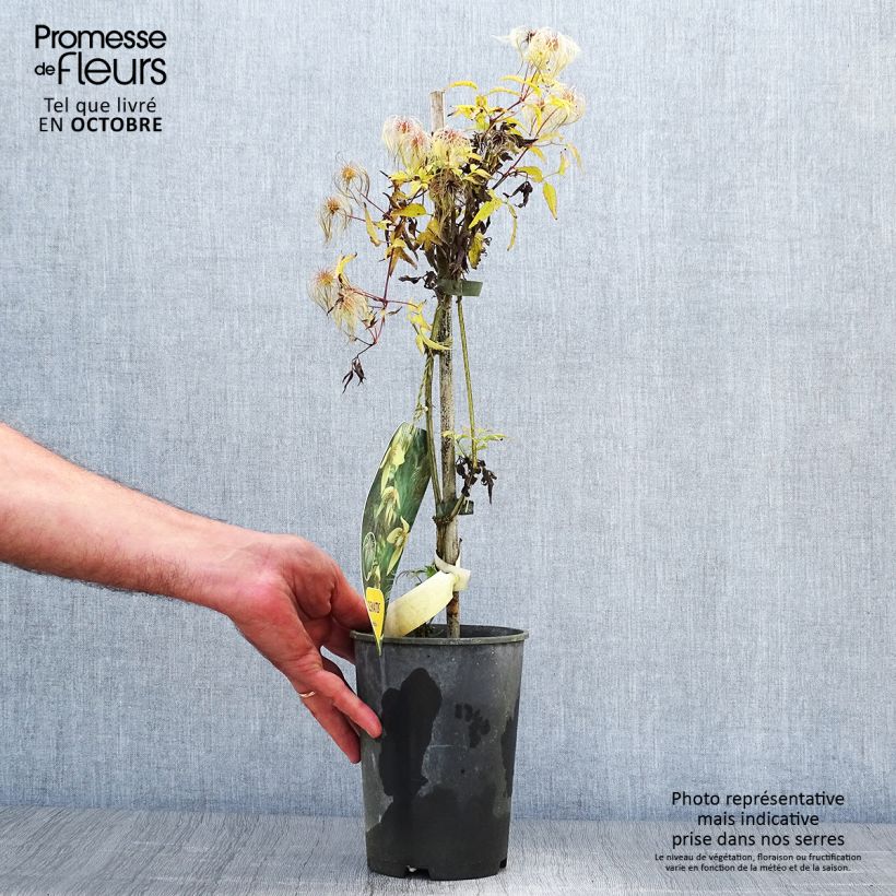 Esemplare di Clematis serratifolia - Clematide Vaso da 1,5L/2L come consegnato in autunno