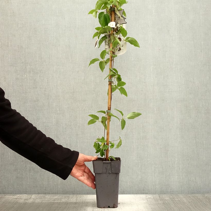 Esemplare di Clematis Sparkler - Clematide Vaso da 2L/3L come consegnato in autunno