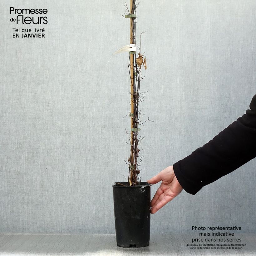 Clematis Sparkler - Clematide Vaso da 2L/3L esemplare consegnato in inverno