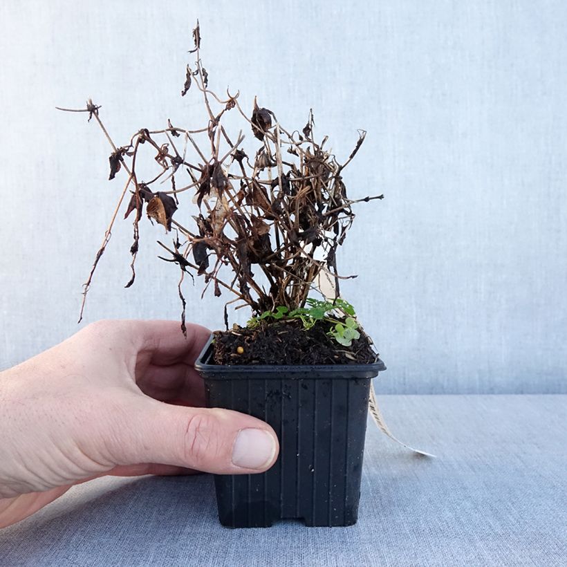 Clematis tibetana subsp. tangutica - Clematide Vasetto da 8/9 cm esemplare consegnato in inverno