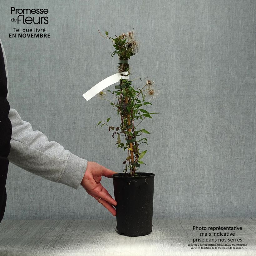 Esemplare di Clematis tibetana subsp. tangutica - Clematide Vaso da 1,5L/2L come consegnato in autunno