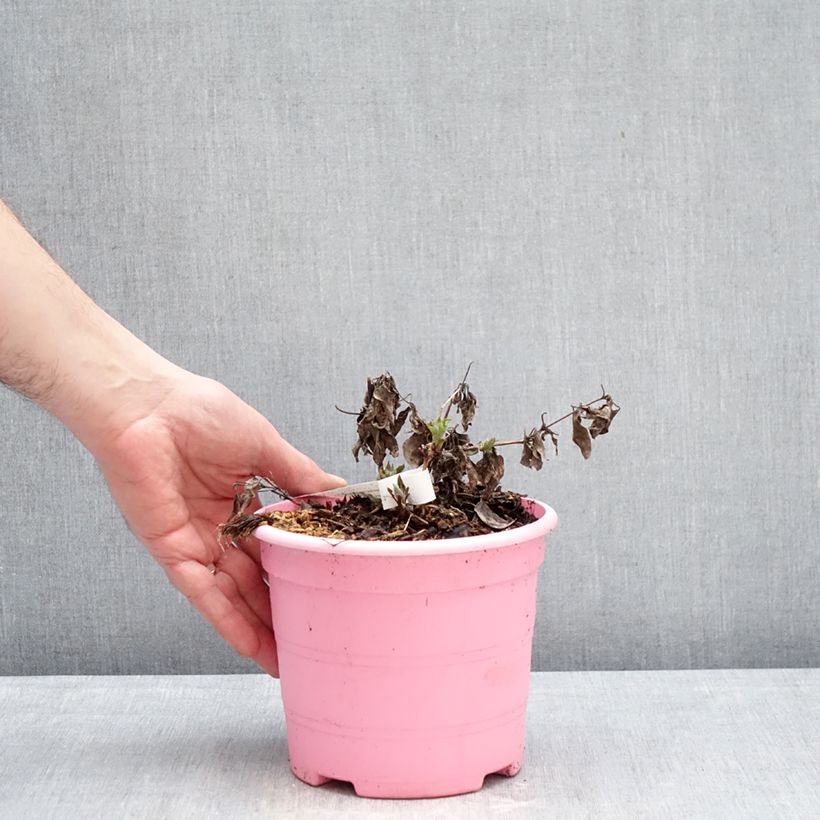 Clematis Tranquilite - Clematide Vaso da 2L/3L esemplare consegnato in inverno