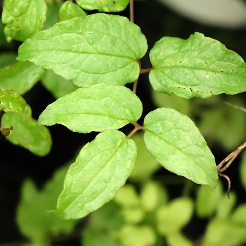 Clematis viticella Dark Eyes - Clematide (Fogliame)