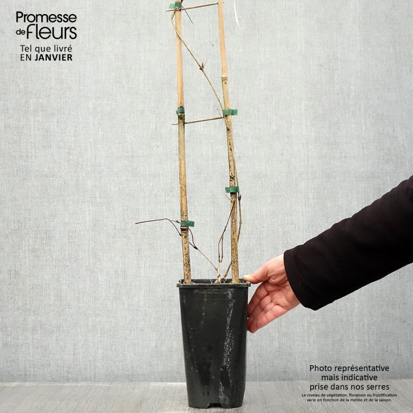 Clematis viticella John Howells - Clematide Vaso da 2L/3L esemplare consegnato in inverno