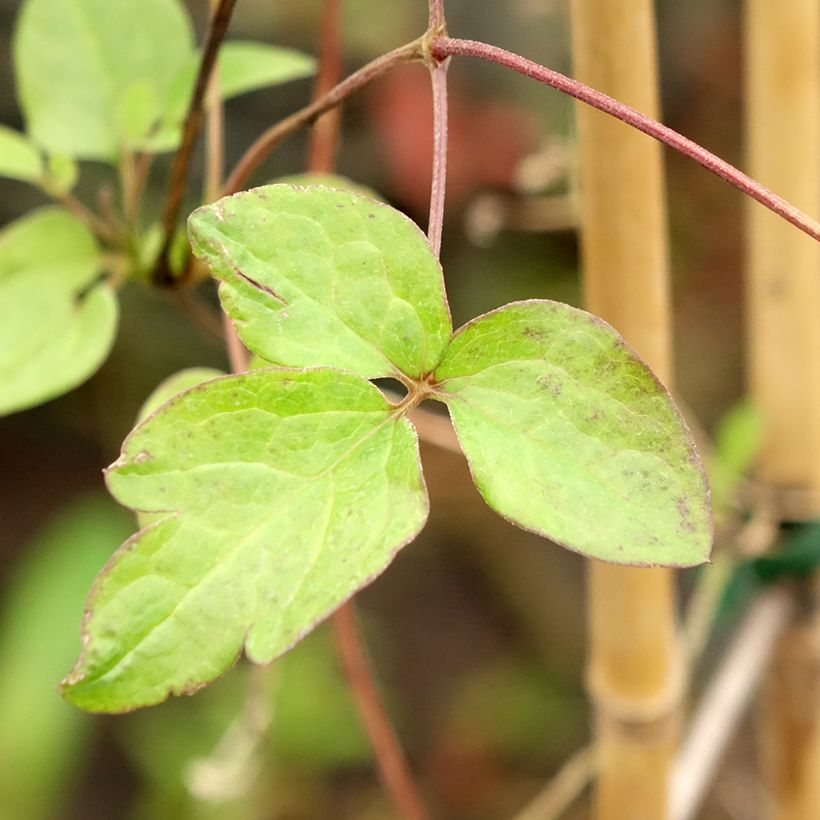 Clematis viticella John Howells - Clematide (Fogliame)