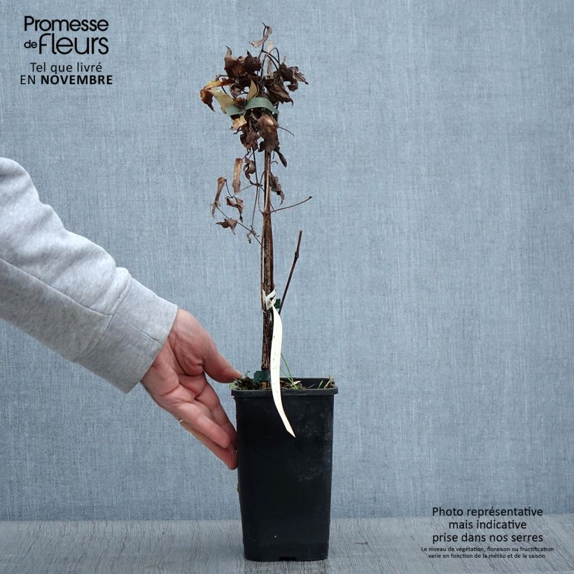Esemplare di Clematis viticella Polish Spirit - Clematide Vaso da 1,5L/2L come consegnato in autunno