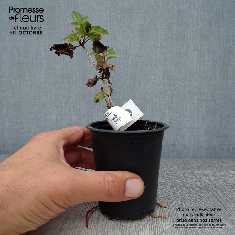Esemplare di Clematis viticella Purpurea Plena Elegans - Clematide Vasetto da 8/9 cm come consegnato in autunno