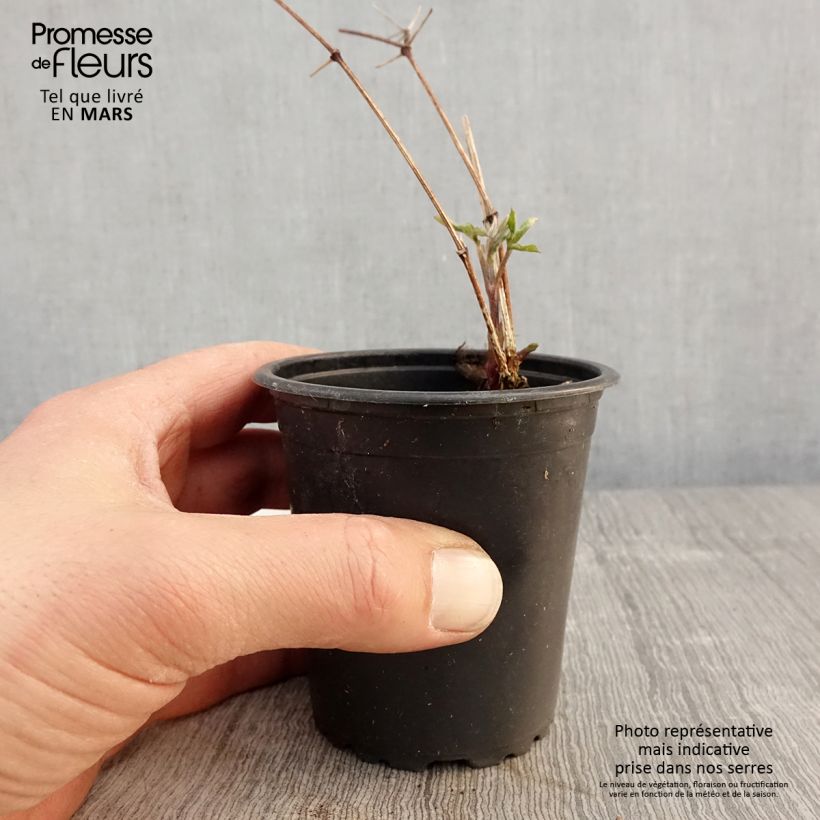 Clematis viticella Purpurea Plena Elegans - Clematide Vasetto da 8/9 cm esemplare consegnato in primavera