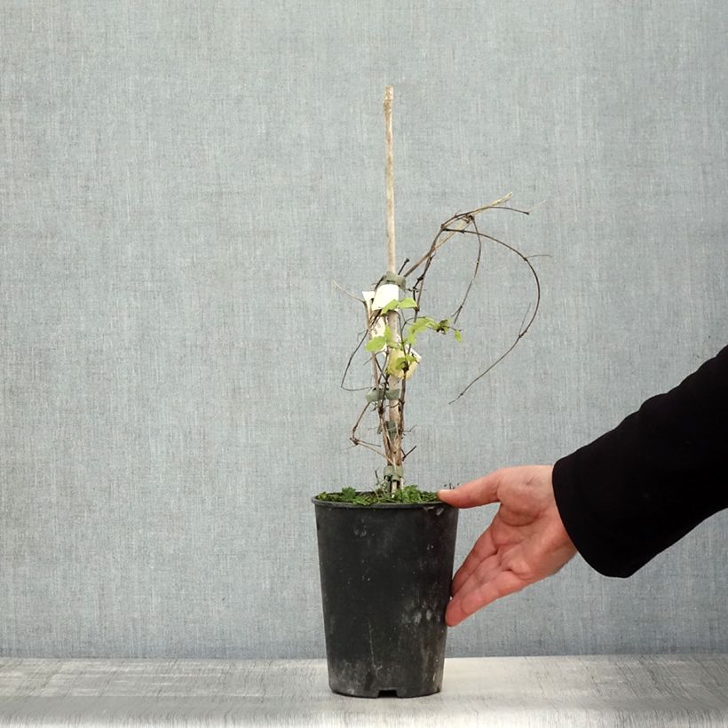 Esemplare di Clematis viticella Purpurea Plena Elegans - Clematide Vaso da 2L/3L come consegnato in autunno
