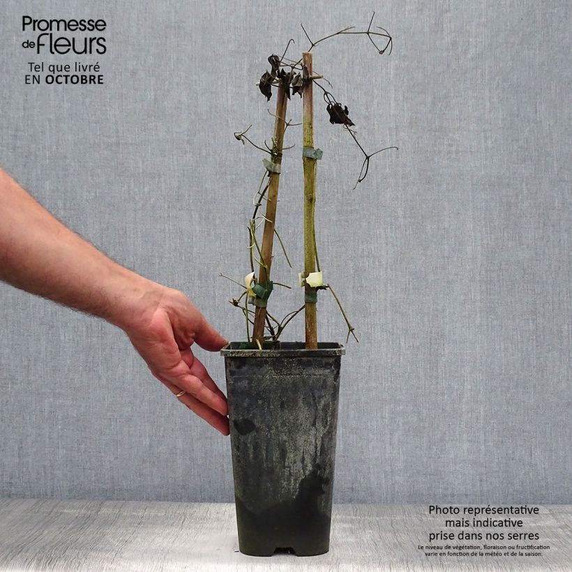 Esemplare di Clematis Whoopi - Clematide Vaso da 2L/3L come consegnato in autunno