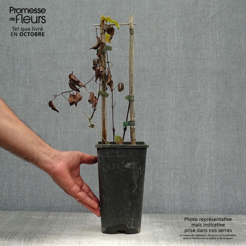Esemplare di Clematis Xerxes - Clematide Vaso da 2L/3L come consegnato in autunno