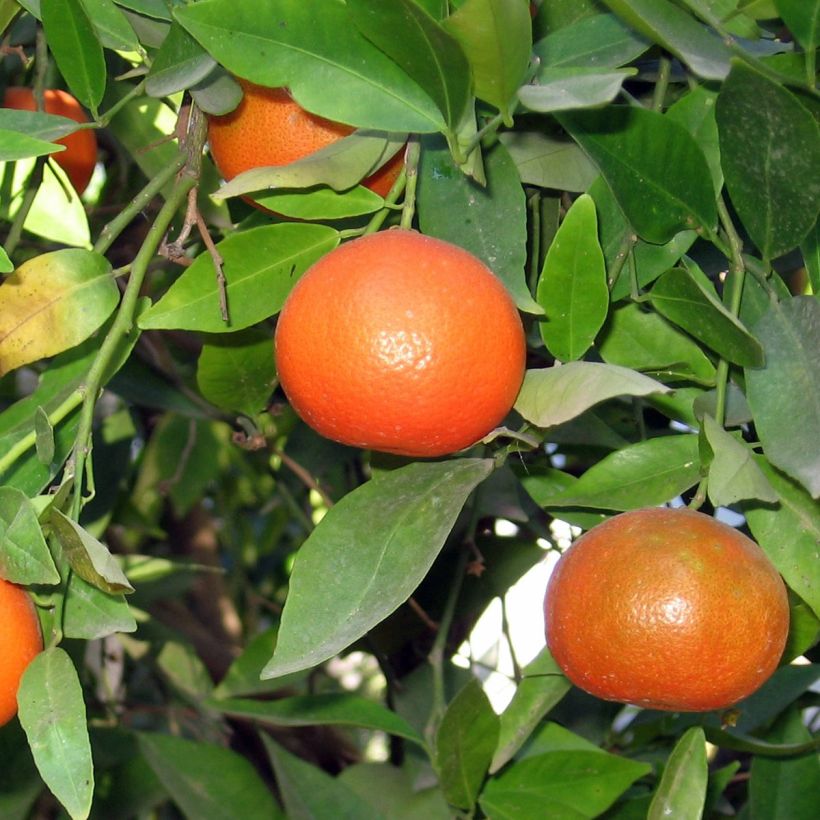 Citrus x clementina Clémentine - Clementina (Raccolta)