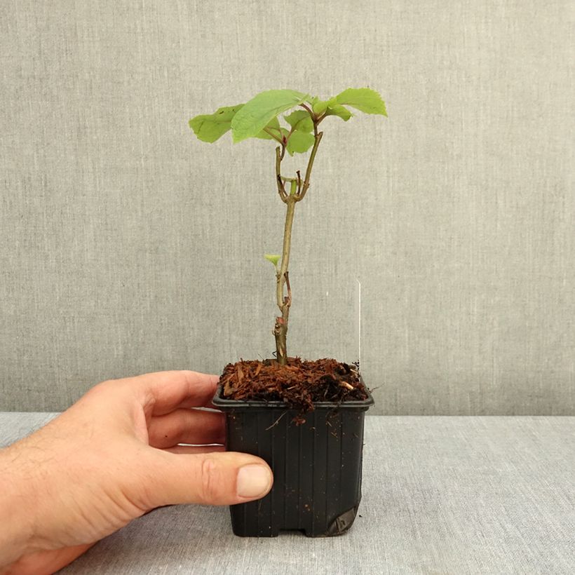 Esemplare di Clerodendrum bungei - Clerodendro Vasetto da 8/9 cm come consegnato in autunno