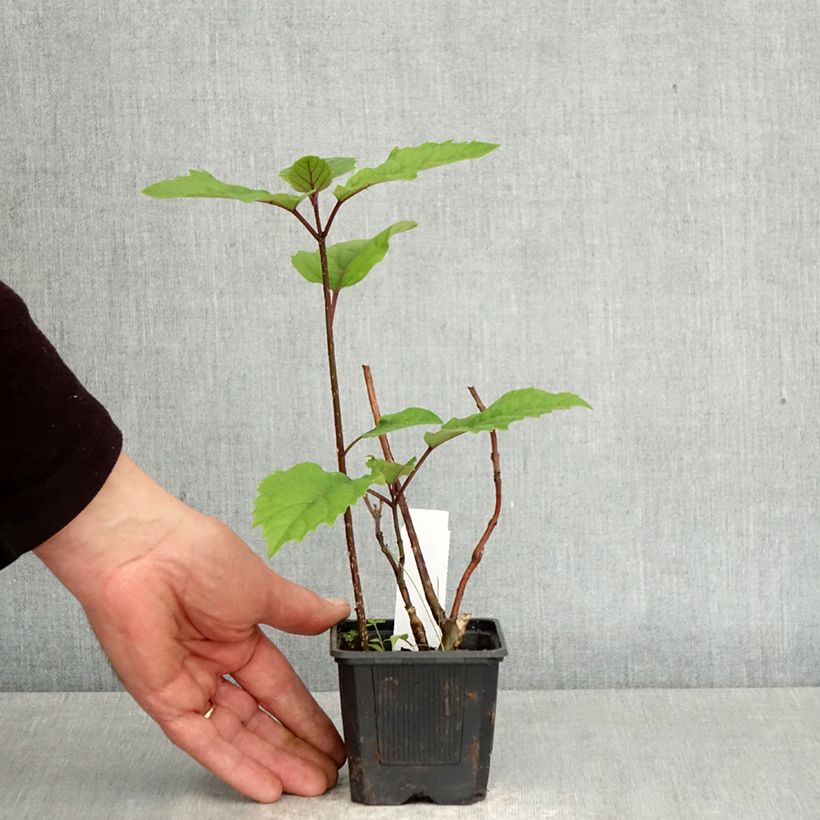 Clerodendrum bungei - Clerodendro Vasetto da 8/9 cm esemplare consegnato in primavera