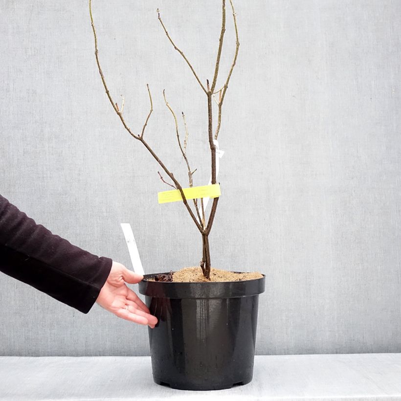 Clerodendrum bungei - Clerodendro Vaso da 7,5L/10L esemplare consegnato in inverno