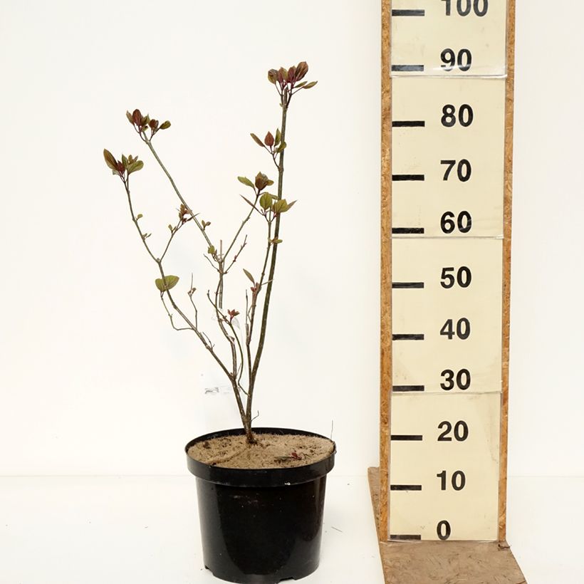 Clerodendrum bungei - Clerodendro Vaso da 7,5L/10L esemplare consegnato in primavera