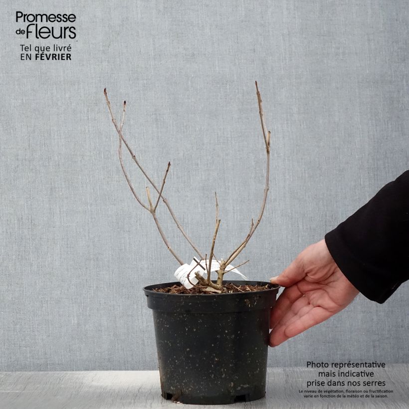 Clerodendro Variegatum - Clerodendrum trichotomum Vaso da 3L/4L esemplare consegnato in inverno