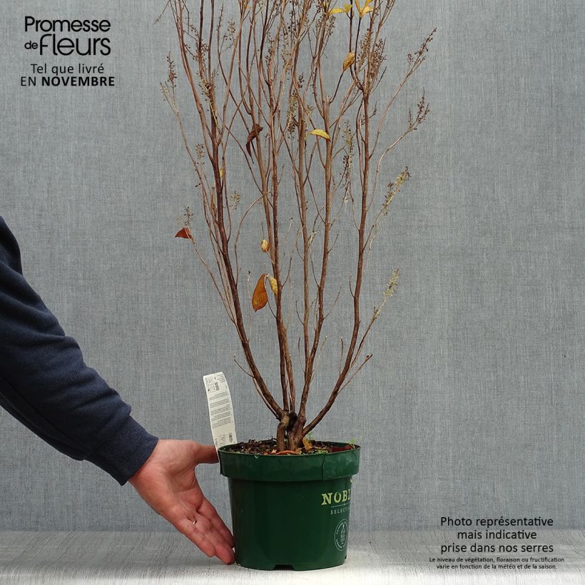 Esemplare di Clethra alnifolia Anne Bidwell Vaso da 2L/3L come consegnato in autunno