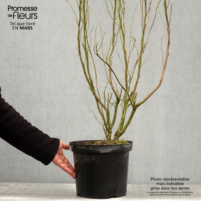 Clethra alnifolia Anne Bidwell Vaso da 7,5L/10L esemplare consegnato in primavera