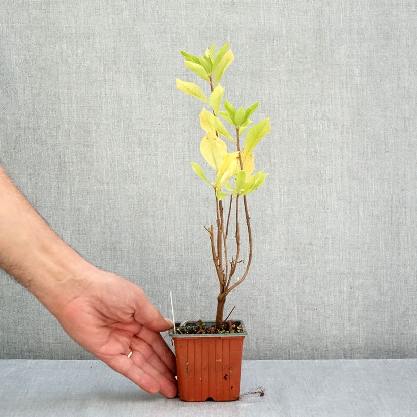 Esemplare di Clethra alnifolia Vasetto da 8/9 cm come consegnato in autunno