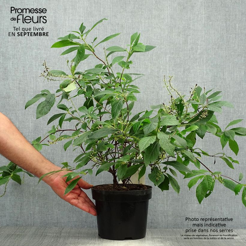 Esemplare di Clethra alnifolia Hummingbird Vaso da 3L/4L come consegnato in autunno