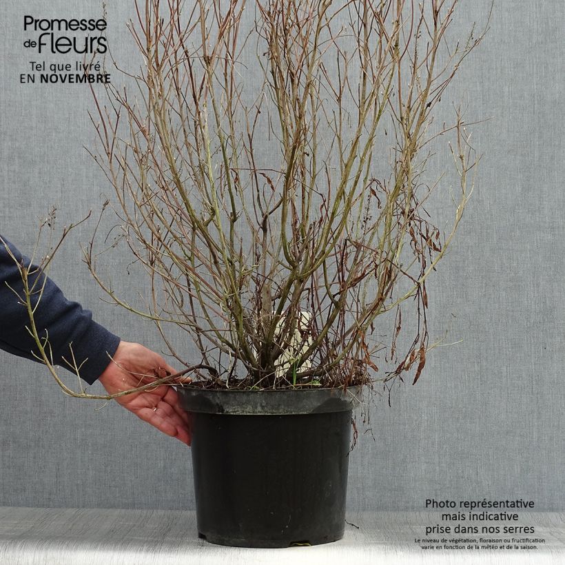 Esemplare di Clethra alnifolia Hummingbird Vaso da 7,5L/10L come consegnato in autunno