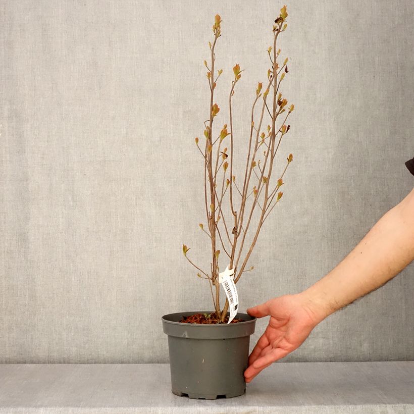 Clethra alnifolia Pink Spire Vaso da 3L/4L esemplare consegnato in primavera