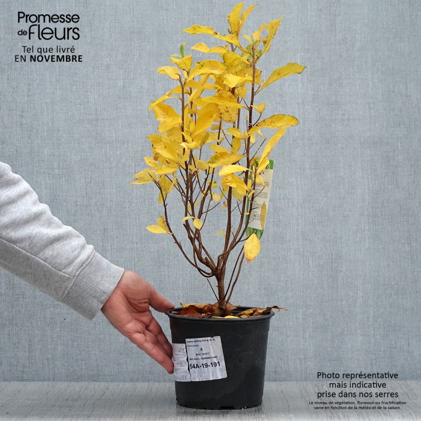 Esemplare di Clethra alnifolia Vaso da 3L/4L come consegnato in autunno