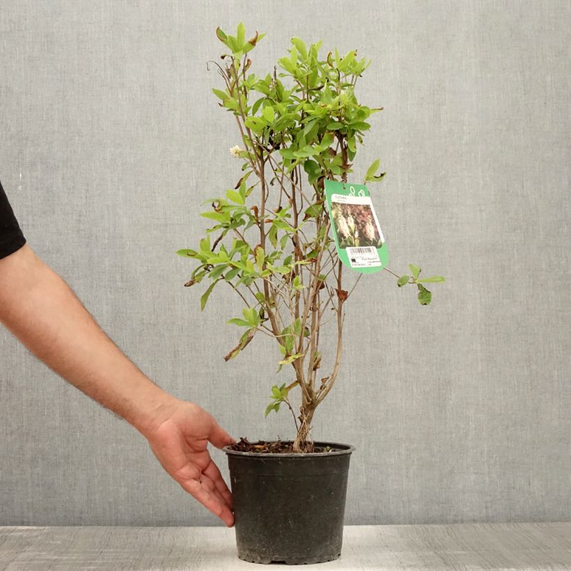 Esemplare di Clethra alnifolia Vaso da 3L/4L consegnato in estate